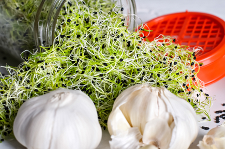 Garlic sprouts coming out of jar, seeds, whole garlic and red lid besideの写真素材