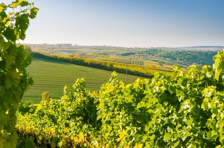 Colorful landscape in Lower Franconia with autumn mood and autumn colors in the vineyard in the...
