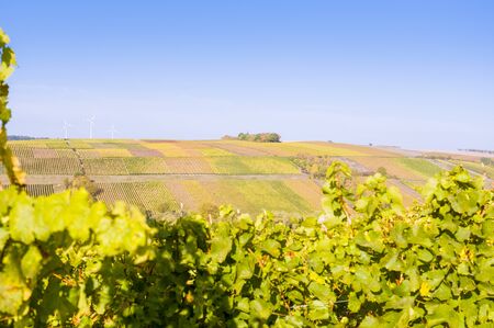 Colorful landscape in Lower Franconia with autumn mood and autumn colors in the vineyard in the morningの写真素材