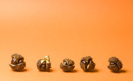 Chestnuts in split fruit peel with thorns in a row with copy spaceの写真素材