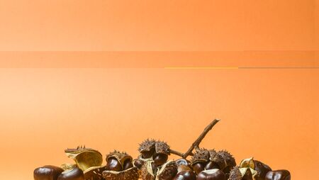 several chestnuts in split fruit peel with thorns and separately, partly hanging on a branch piece and an empty burst fruit peelの写真素材