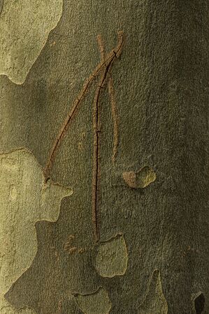 The bark of the maple-leafed plane tree peels off in thin plates every year and leaves a typical...