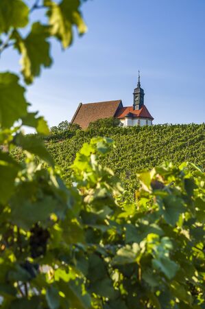 Vineyard, pilgrimage church Maria in the vineyard and blue sky in sunshine near the town of Volkach, framed by grape vines and vine leavesの写真素材