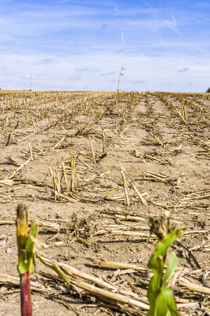 Harvested maize field, stubble field after harvest with a single standing maize plantの写真素材