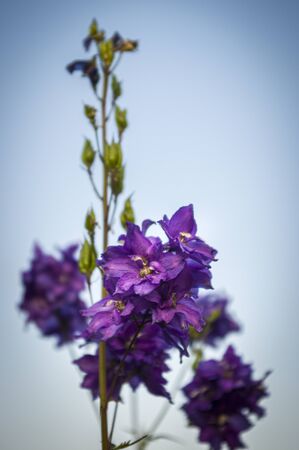 Delphinium delphinium in purple with open flowers and closed buds against a cloudless and bright blue sky with selective sharpnessの写真素材