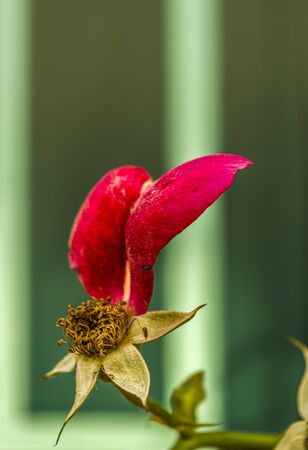 Flowered rose with a single red petal and several sepals, unobstructed view of the stamens against an isolated greenish backgroundの写真素材
