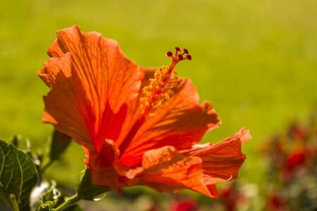 Hibiscus flower red orange with stamen stamens Bokehの写真素材
