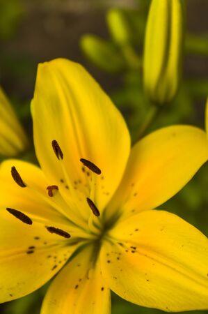 yellow hibiscus flower open closed close up view selective focusの写真素材