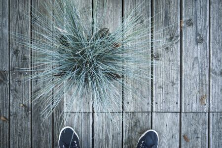 Flowers and bushes in a tin pan from above on wooden floorboards. City furniture with shoe tipsの写真素材