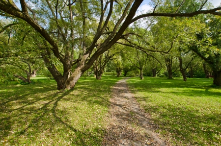 Willows in the Montreal Botanic Gardenの写真素材