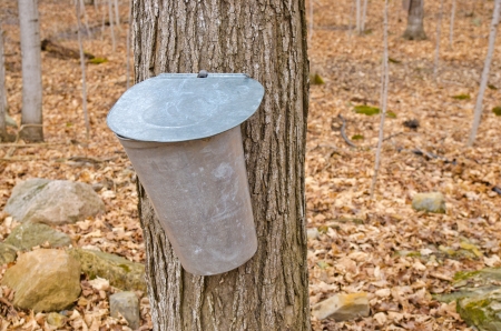 Pail used to collect sap of maple trees to produce maple syrup in Quebec.の写真素材