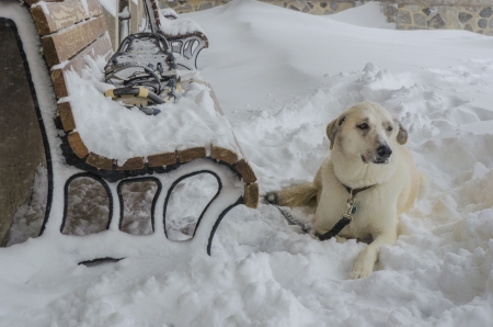 Dog waiting for his owner in snow