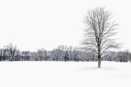 Winter trees in snow, Montrealの写真素材