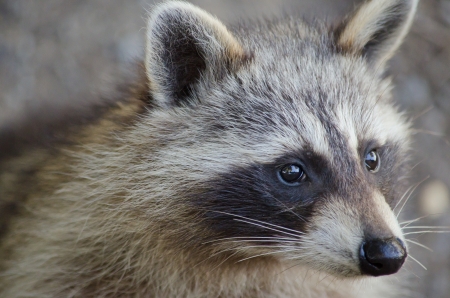 Racoon in Mont-Royal, Montrealの写真素材