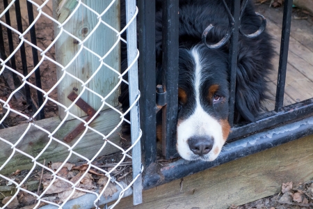 Closeup of a sad looking dog poking his head through the fence