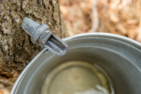 Maple Sap Dripping into a Bucketの写真素材