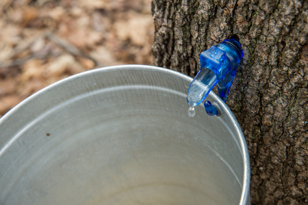 Maple Sap Dripping into a Bucketの写真素材
