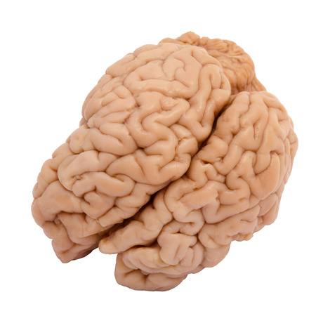 Veal brain isolated on white backgroundの写真素材