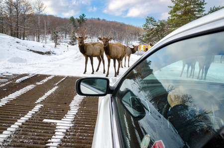 Deers blocking the way at Omega Park in Montebello, Quebec , Canadaの写真素材