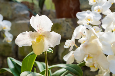 Spike of white orchidsの写真素材