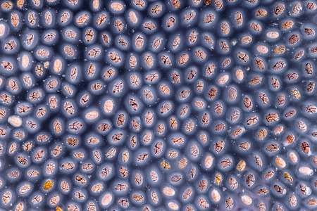 Mucilaginous gel-like coating around chia seeds over dark backgroundの写真素材