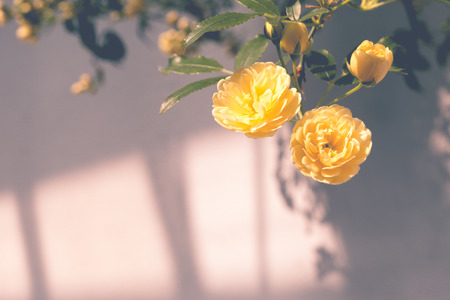 Lady Banks' roses (Rosa Banksiae Lutea) over uniform background with shadowsの写真素材