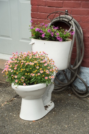 Flowers growing in an old toiletの写真素材