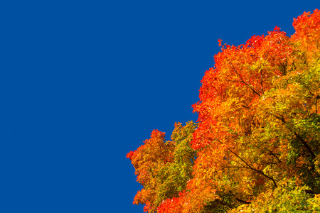 Autumn maple trees with red leaves against pure blue sky in Montreal, Quebec, Canadaの写真素材