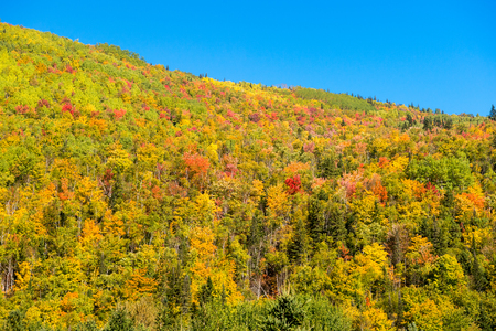 Autumn colors on Chic-Chocs mountains in Gaspesie, Quebec, Canada.の写真素材