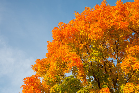 Autumn maple trees with red leaves against blue sky in Quebec, Canada