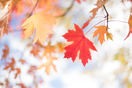 Autumn Background With Silver Maple Orange and Red Leaves on Sky Backgroundの写真素材