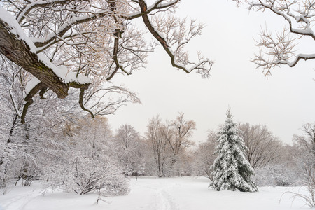 Winter snowy landscape in Montreal, Quebec (Botanical Garden)の写真素材