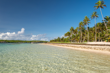 Beautiful exotic Caribbean beach with palm trees in Martinique (Anse Michel)の写真素材