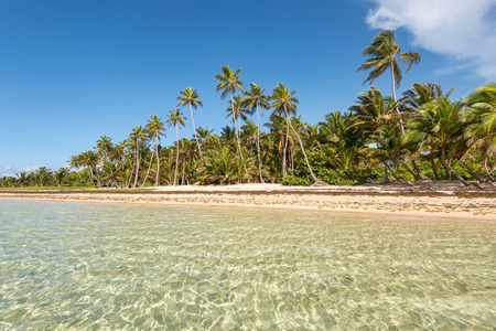 Beautiful exotic Caribbean beach with palm trees in Martinique (Anse Michel)の写真素材