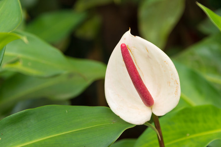 White Anthurium Laceleaf flower with leaves in the backgroundの写真素材