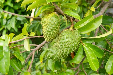 Soursop fruits on their trees, in Martinique.の写真素材