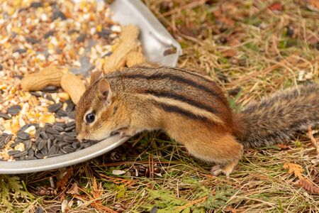 Chipmunk eating nuts and seeds in Quebec, Canadaの写真素材