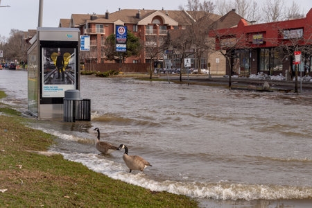 Pierrefonds-Roxboro, Quebec, Canada - 29 April 2019: Waves in a submerged street during spring floods, after a truck passedのeditorial素材