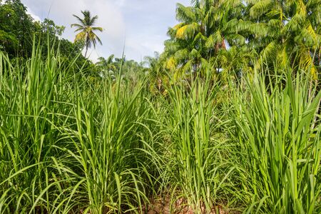 Sugar cane field in Martiniqueの写真素材