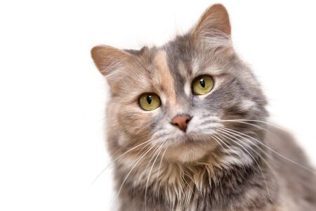 Portrait of a calico cat looking at the cameraの写真素材