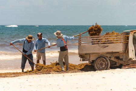 Tulum, Mexico - 5 August 2018: workers are loading Sargassum seaweed into a truck at Playa Paraiso.のeditorial素材