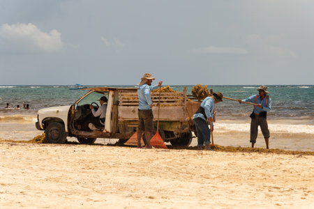 Tulum, Mexico - 12 August 2018: workers are loading Sargassum seaweed into a truck at Playa Paraiso.のeditorial素材