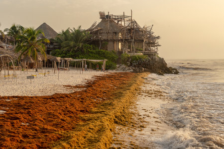 Tulum, Mexico - 11 August 2018: A man is cleaning Sargassum seaweed from the beach.のeditorial素材
