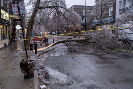 Montreal, CANADA - 5 April 2023: The freezing rain storm has damaged a treeのeditorial素材