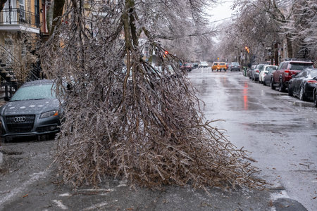 Montreal, CANADA - 5 April 2023: The freezing rain storm has damaged a treeのeditorial素材