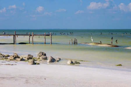 A great egret stands on a rock while cormorants and other seabirds rest nearby off Holbox Island, Mexico.の写真素材