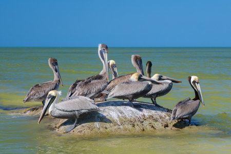 A group of brown pelicans (Pelecanus occidentalis) rests on a man-made structure designed to protect the island from waves and tides.の写真素材