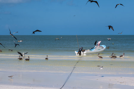 A fishing boat sits on the shore while seabirds gather and soar above the shallow waters of Holbox Island.の写真素材