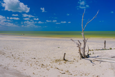 A lone, weathered tree stands on a white sand beach in Holbox, with turquoise water and a clear blue sky in the background.の写真素材