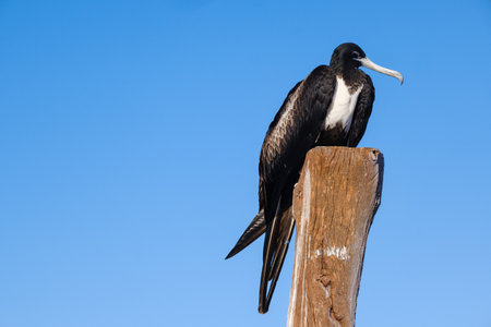 A magnificent frigatebird (Fregata magnificens) rests atop a sunlit wooden post in Holbox, Mexico.の写真素材